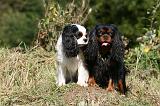 CAVALIER KING CHARLES 674